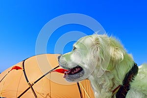 Cropped Shot Of A Dog Sitting Near Tent. Camping Tent In Wilderness By The Seaside.