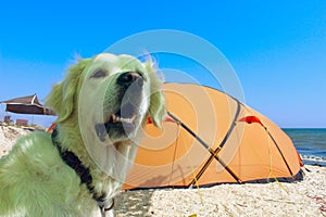 Cropped Shot Of A Dog Sitting Near Tent. Camping Tent In Wilderness By The Seaside.