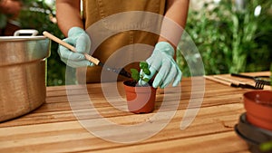 Cropped shot of female gardener in protective gloves using small shovel while transplanting green seedling in pot with