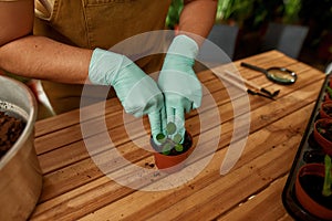 Cropped shot of female hands in protective gloves planting green seedling in small pot with dirt or soil
