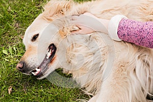 cropped shot of girl stroking cute golden retriever