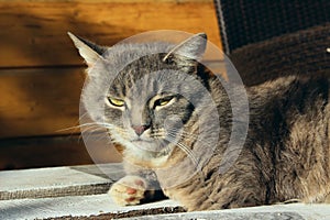 Cropped shot of gray cat lying outdoors and looking to the side. Tabby cat, close up. Animals, pets concept.