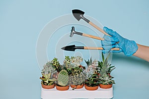 cropped shot of human hand in glove holding gardening tools and potted succulents
