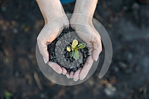 Hands holding young plant with soil