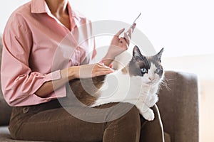 Cropped Shot Of Lady Using Smartphone While Stroking Cat Indoors