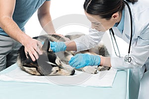 cropped shot of man and female veterinarian examining husky