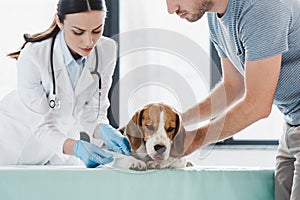 cropped shot of man holding beagle while female veterinarian bandaging paw