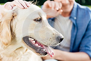 cropped shot of people stroking golden retriever dog with tongue out in park