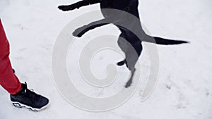 Cropped shot of person feeding black dog on white snow