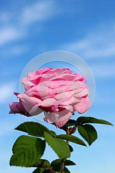 Cropped shot of a pink rose and green leaves over blue sky background. Beautiful nature background.