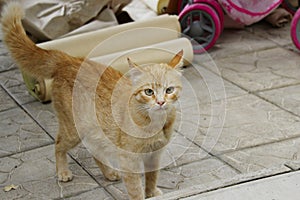 Cropped shot of red tabby cat. Animals, pets concept.