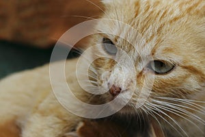 Cropped shot of red tabby cat. Animals, pets concept.