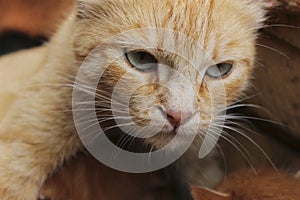 Cropped shot of red tabby cat. Animals, pets concept.