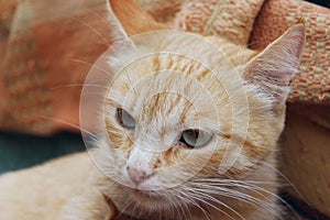 Cropped shot of red tabby cat. Animals, pets concept.