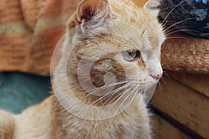 Cropped shot of red tabby cat. Animals, pets concept.