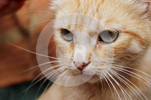 Cropped shot of red tabby cat. Animals, pets concept.