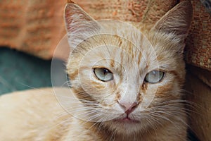 Cropped shot of red tabby cat. Animals, pets concept.