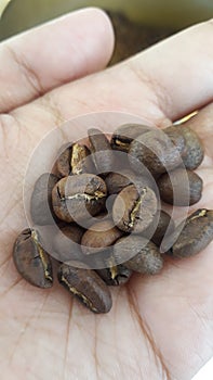 Cropped Shot Roasted Arabica Coffee Bean in Hand