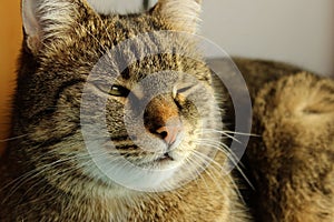 Cropped shot of tabby cat. Tabby cat blinks. Pets concept. photo