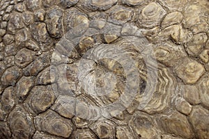 Cropped Shot Of Tortoise Skin. Reptiles Skin. photo
