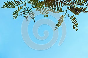 Cropped Shot Of Tree Over Blue Sky Background.