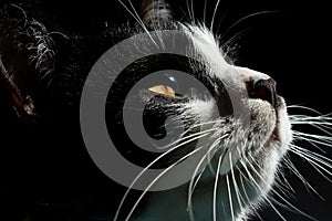 Cropped Shot Of A Tuxedo Cat. Cat`s Muzzle Close Up.