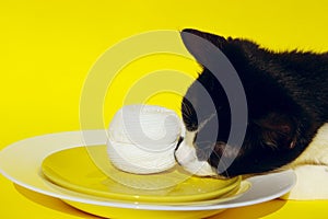 Cropped Shot Of A Tuxedo Cat And Food Ingredient Over Bright Yellow Background. Fanny Animals, Pets, Cats Concept.Cat And Plate.