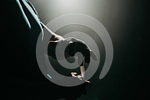 Cropped shot of  Unrecognizable male athlete tying boxing bandages on his wrist for protecting knuckles,