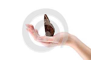 cropped shot of woman holding butterfly on hand photo