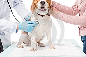 cropped shot of woman holding dog and veterinarian examining it by stethoscope