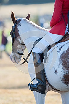 Cropped Show Jumper Horse Rider on Paint Horse