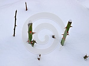 Cropped stems of roses in snow