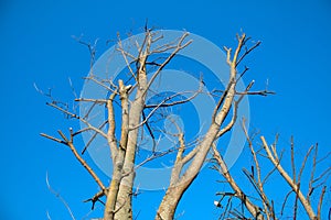 Cropped tree against the sky