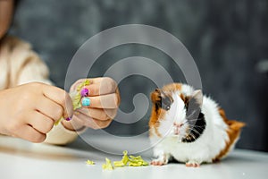 Cropped unrecognizable little girl hands with manicure give cabbage leaves to small curious, funny spotty guinea pig