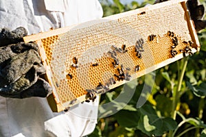 cropped view of apiarist holding frames