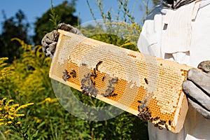 cropped view of apiarist holding honeycomb