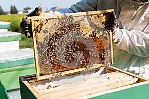 cropped view of apiarist in protective