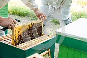 cropped view of beekeepers inspecting honeycomb