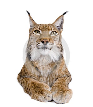 Cropped view of Eurasian Lynx, lynx lynx, 5 years old