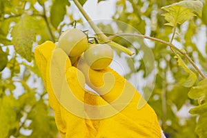 Cropped view of farmer in glove