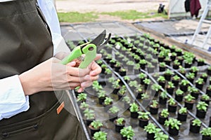 Cropped view of female nursery worker trimming plants in greenhouse. Close-up of a pruner in the hands of a gardener