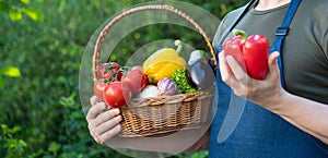 cropped view of horticulturist hold basket full of vegetables