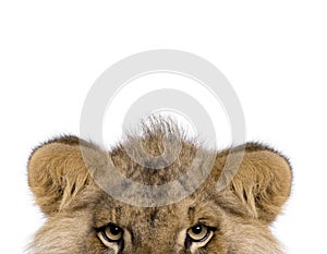 Cropped view of Lion, Panthera leo, 9 months old