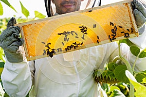 cropped view of smiling apiarist holding