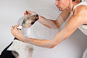 Cropped view of veterinarian bandaging face of grey dog on gray
