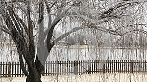 Willow tree with the branches and twigs all covered with ice, with the pond behind it