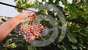 Cropped view of wine grower holding bunch of ripe amber grapes in outstretched hand and looking at it trough a sunlight