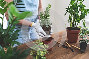 Cropped view of young woman in blue apron transplanting flowersin new brown pot, standing near wooden table in room