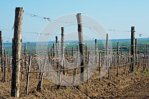 Cropped vineyards in spring