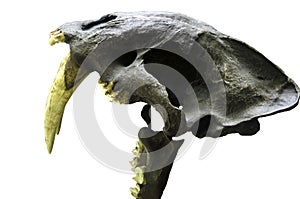 cropped on a white background skull of a Real Saber Tooth Tiger Proof that Dinosaurs with clipping path